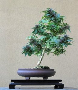 Cannabis_sativa bonsai